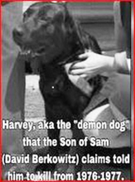 Dog Possessed By Jew Demons