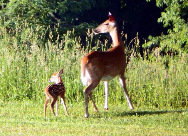 Wildlife 2.jpg