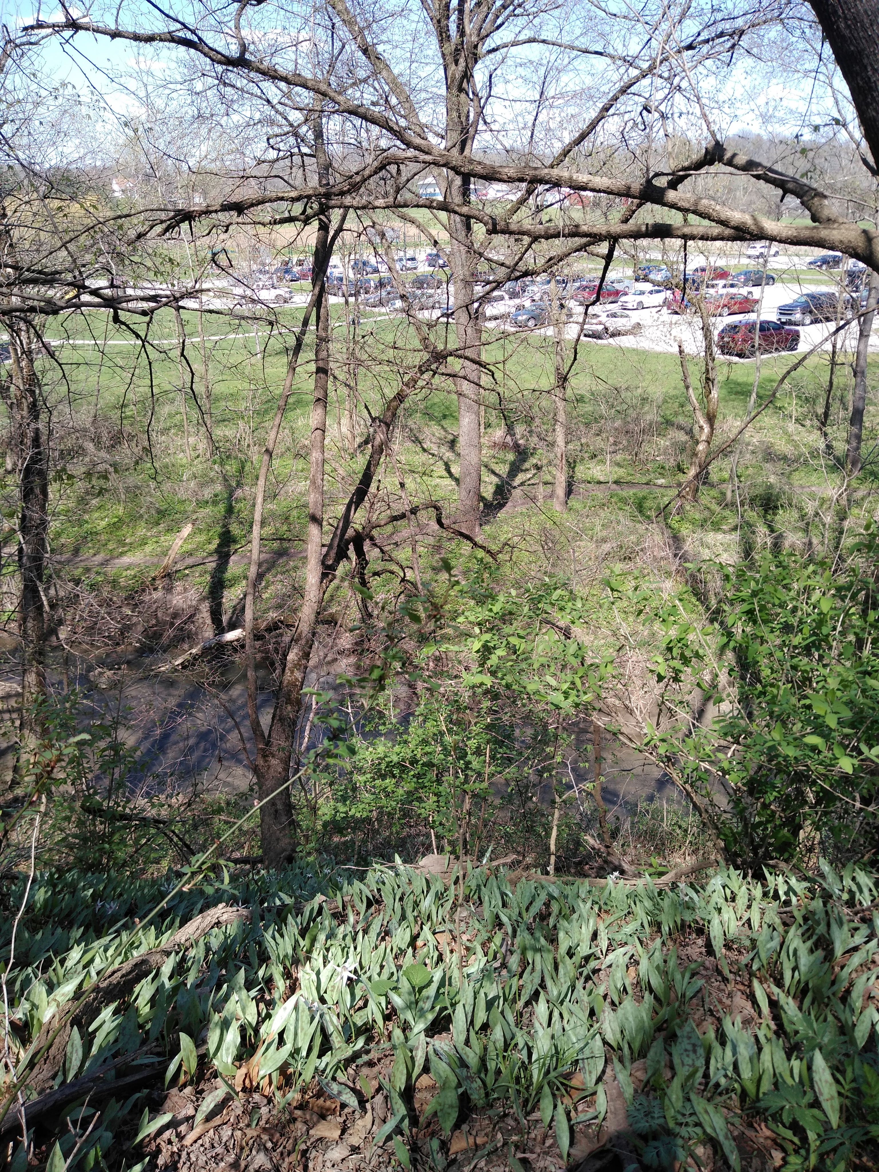 From a higher elevation within the park, in the scrub