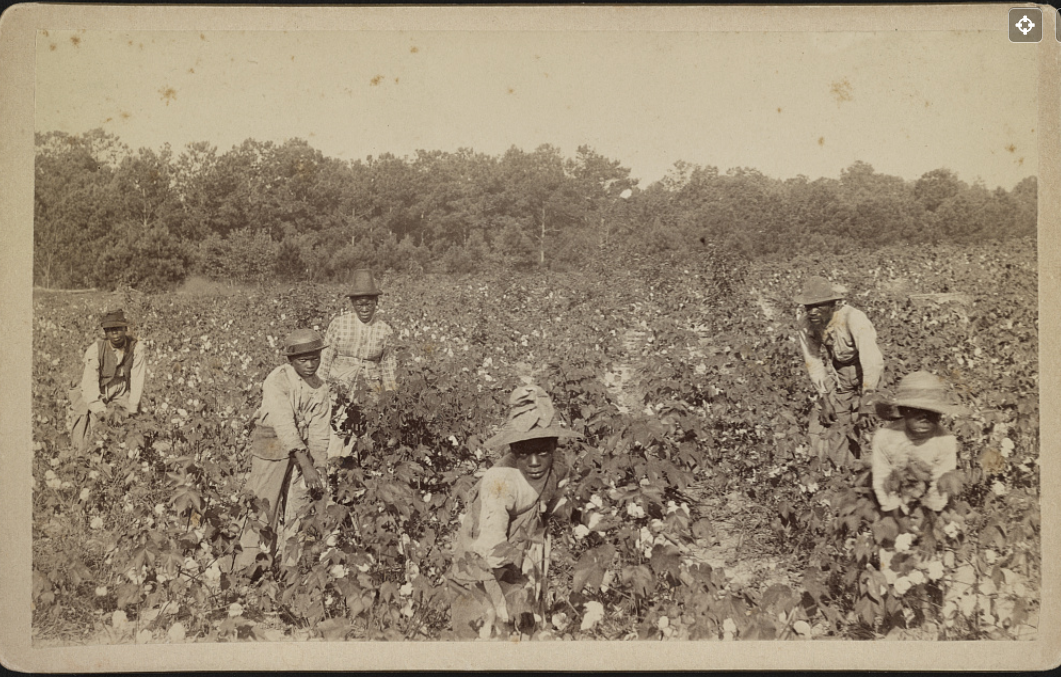 But you had to encourage them to get that cotton out of the fields.