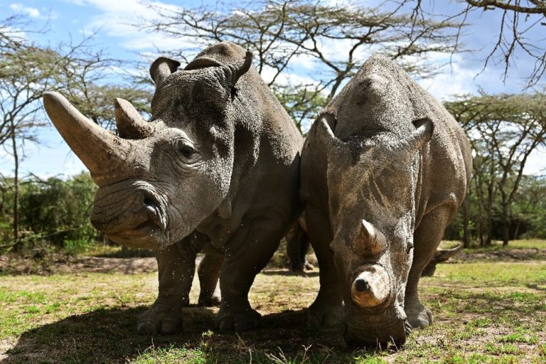 rhinos-768x512.jpg