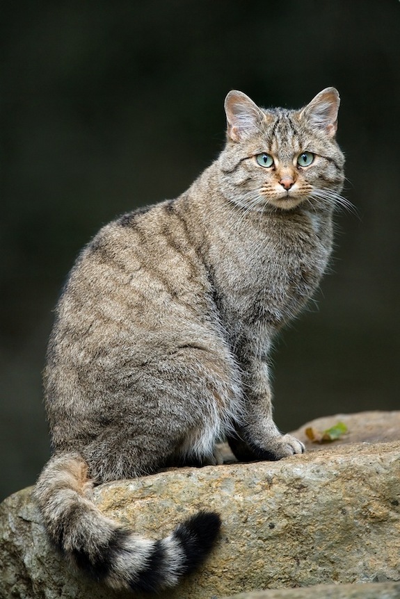 Felis-silvestris.jpeg